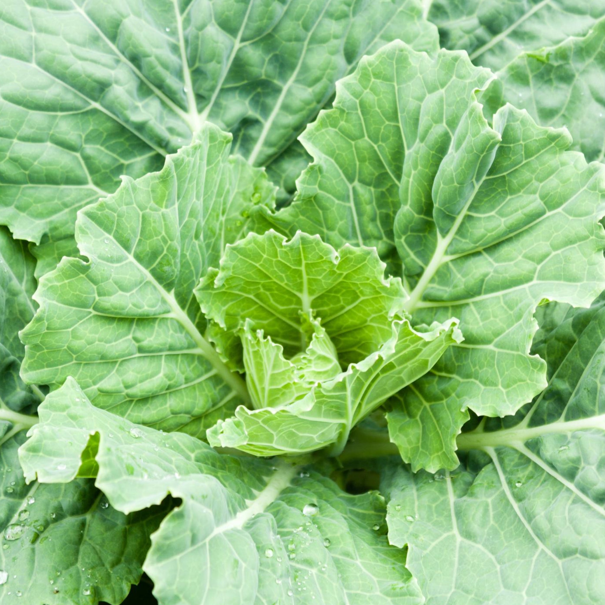 Greens Collard Organic