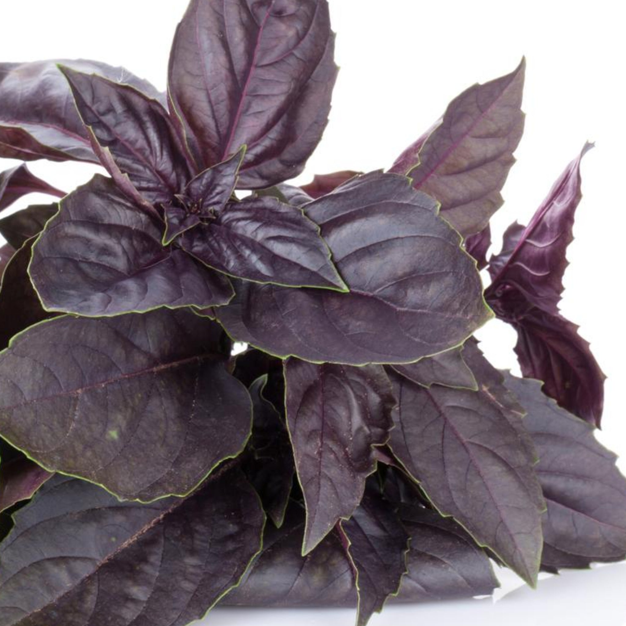 Purple Basil Seeds Organic Non Gmo Back To Nature Company