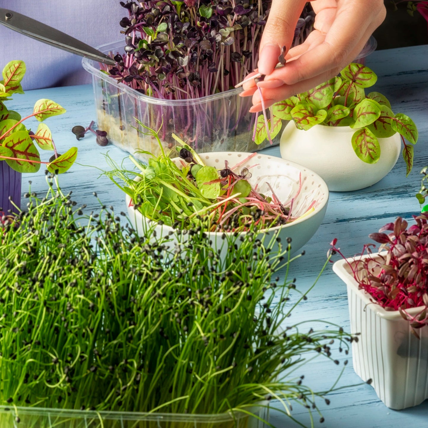 Broccoli, Radish, Alfalfa Microgreen Seed Blend - Organic Seeds - Non Gmo - Heirloom Seeds – Microgreen Seeds - Fresh USA Seeds!