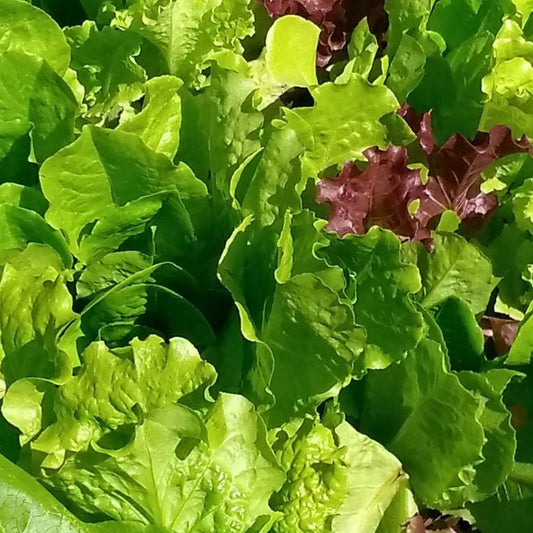 Romaine & Leaf Lettuce Mix - Seeds - Organic - Non Gmo - Heirloom Seeds – Vegetable Seeds - USA Garden Seeds